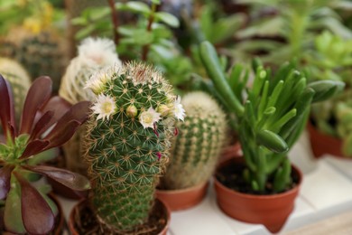 Many different cacti and succulent plants on table, closeup