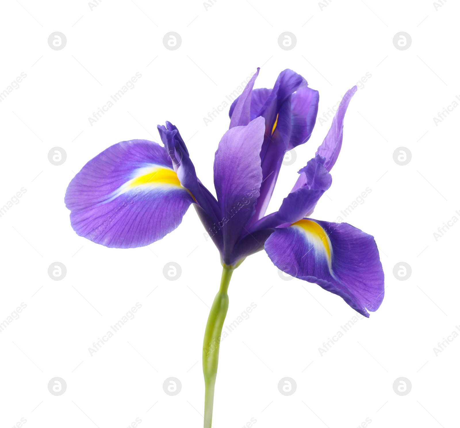 Photo of Beautiful violet iris flower isolated on white