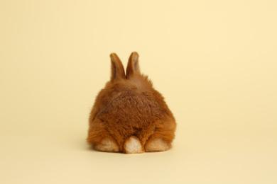 Photo of Adorable fluffy bunny on yellow background, back view. Easter symbol