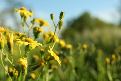 Photo of Beautiful yellow flowers growing in meadow on sunny day, closeup. Space for text