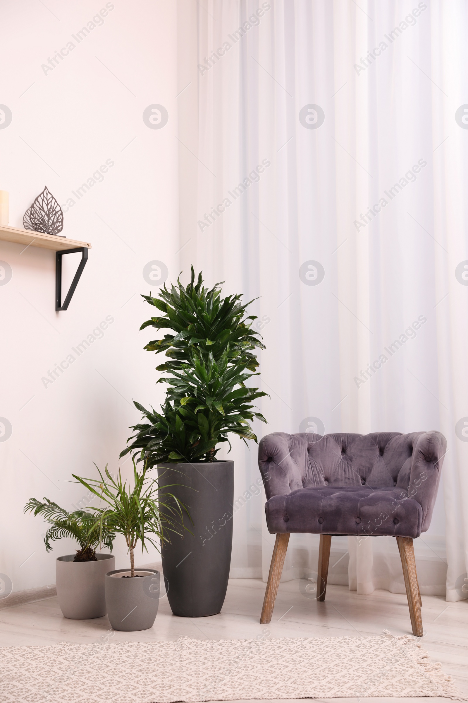 Photo of Stylish room interior with beautiful plants and comfortable armchair