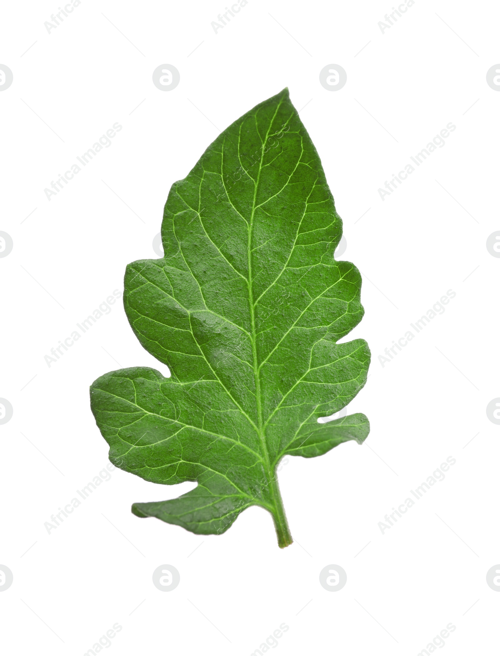 Photo of Green leaf of tomato plant isolated on white