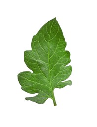 Green leaf of tomato plant isolated on white