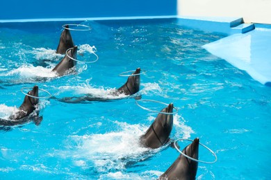 Photo of Cute dolphins playing with hoops in pool at marine mammal park