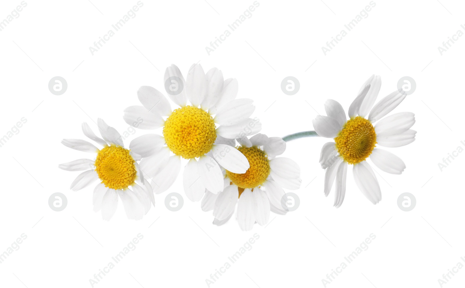 Photo of Blooming chamomiles isolated on white. Beautiful flowers