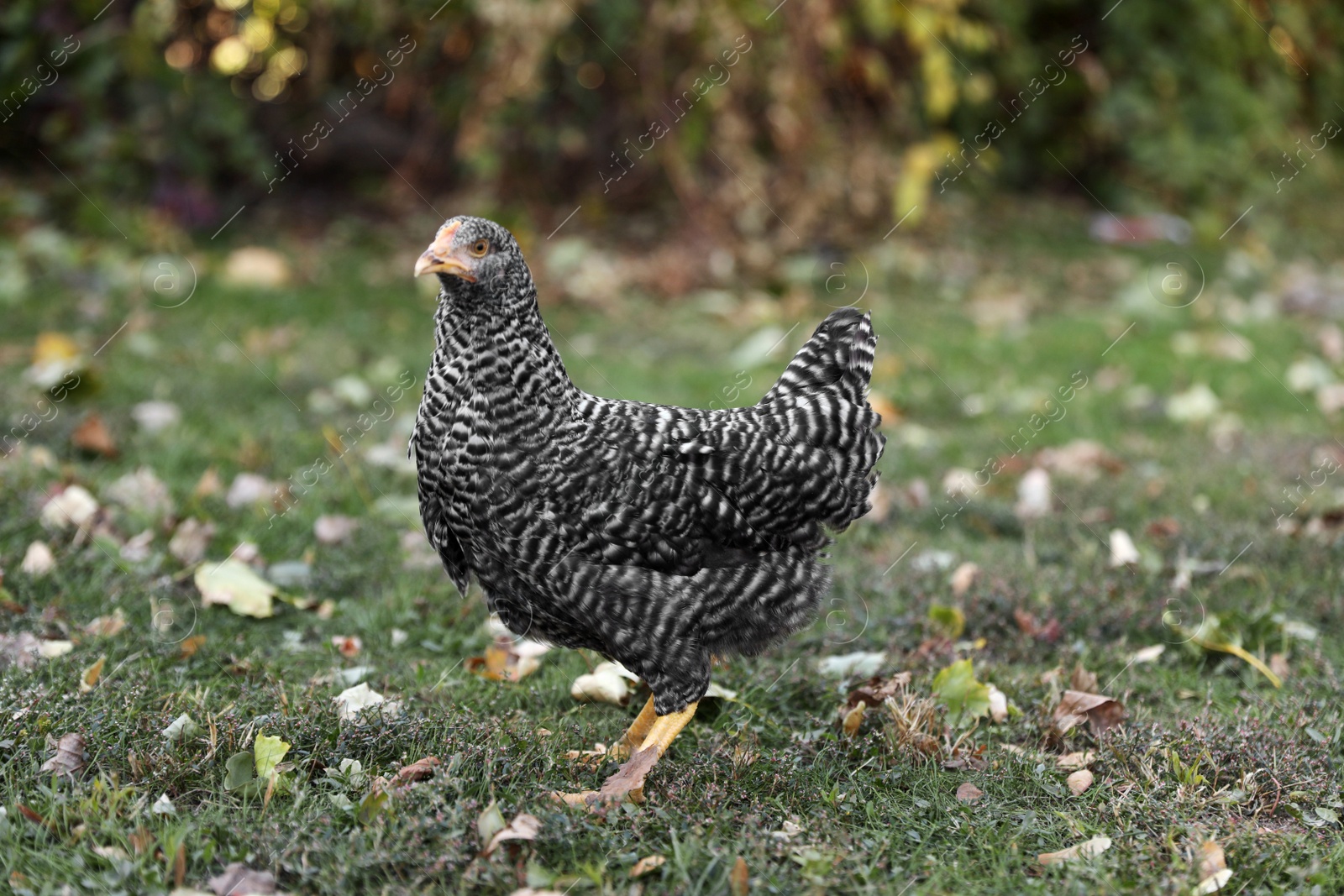 Photo of Beautiful chicken in yard on farm. Domestic animal