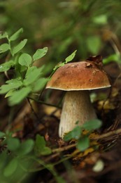 Photo of Fresh wild mushroom growing in forest, closeup