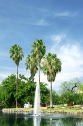 Photo of Tropical palms with beautiful green leaves in park