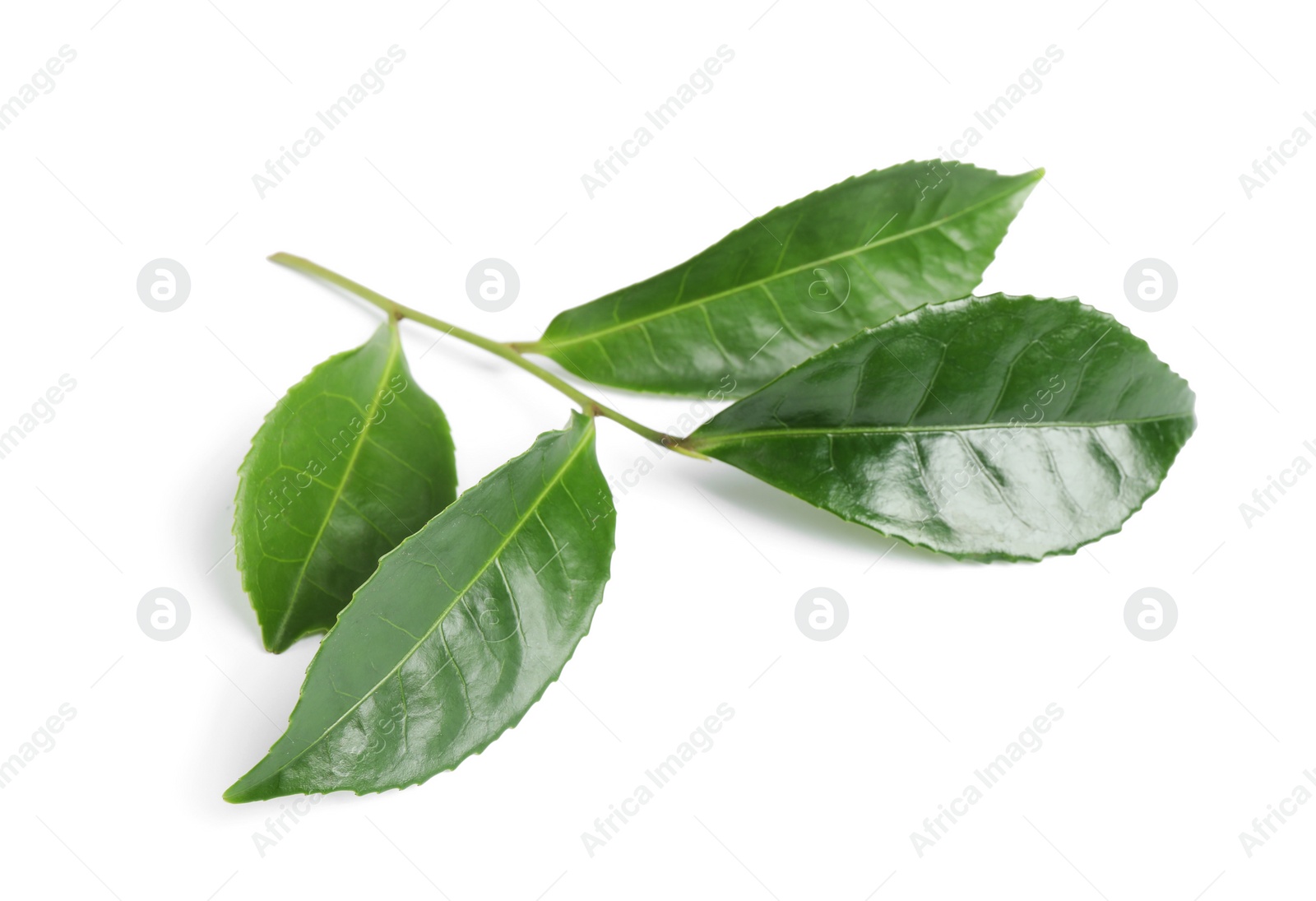 Photo of Green leaves of tea plant isolated on white