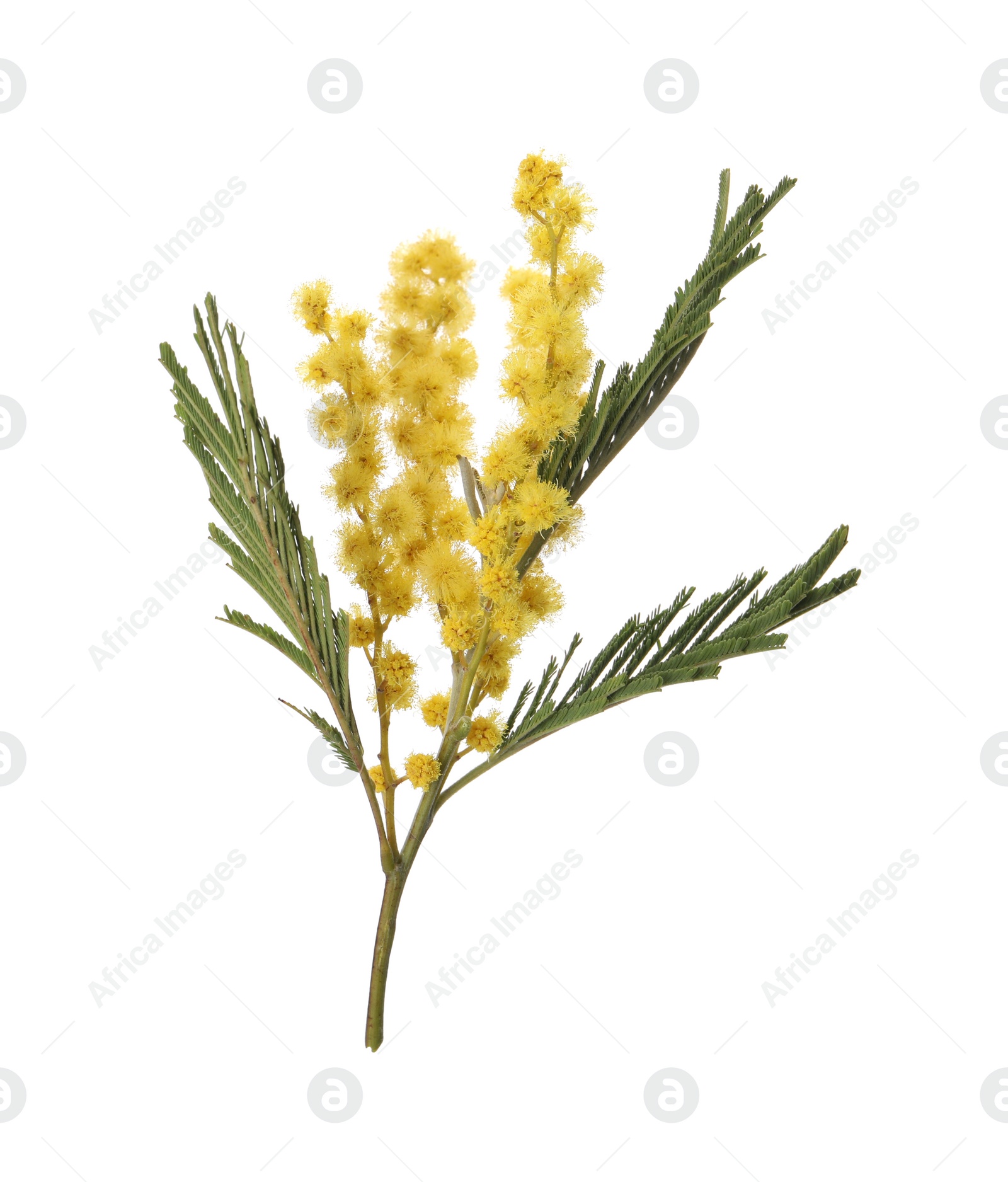 Photo of Beautiful mimosa plant with yellow flowers isolated on white