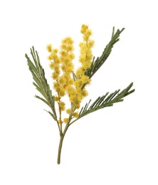 Photo of Beautiful mimosa plant with yellow flowers isolated on white