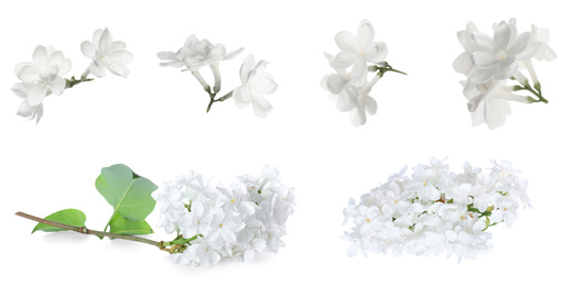 Set of fragrant lilac flowers on white background, banner design 