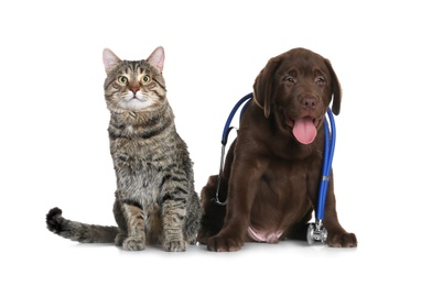 Photo of Cute dog with stethoscope as veterinarian and cat on white background