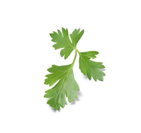 Fresh green organic parsley on white background