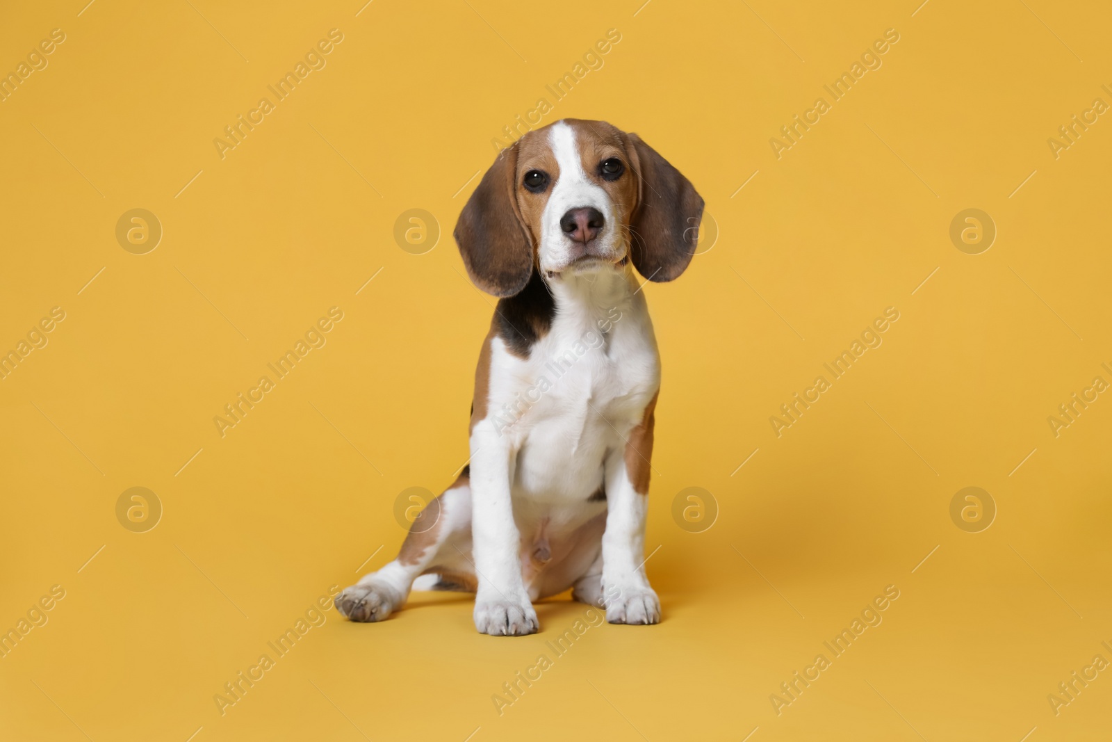 Photo of Cute Beagle puppy on yellow background. Adorable pet