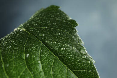 Beautiful green leaf with water drops, closeup