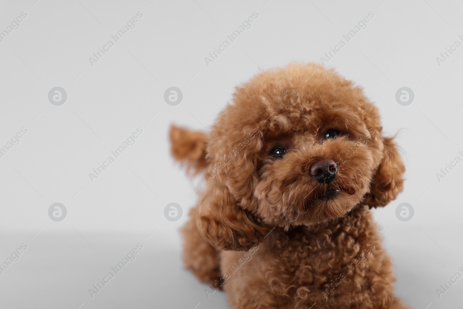 Photo of Cute Maltipoo dog on light grey background, space for text. Lovely pet