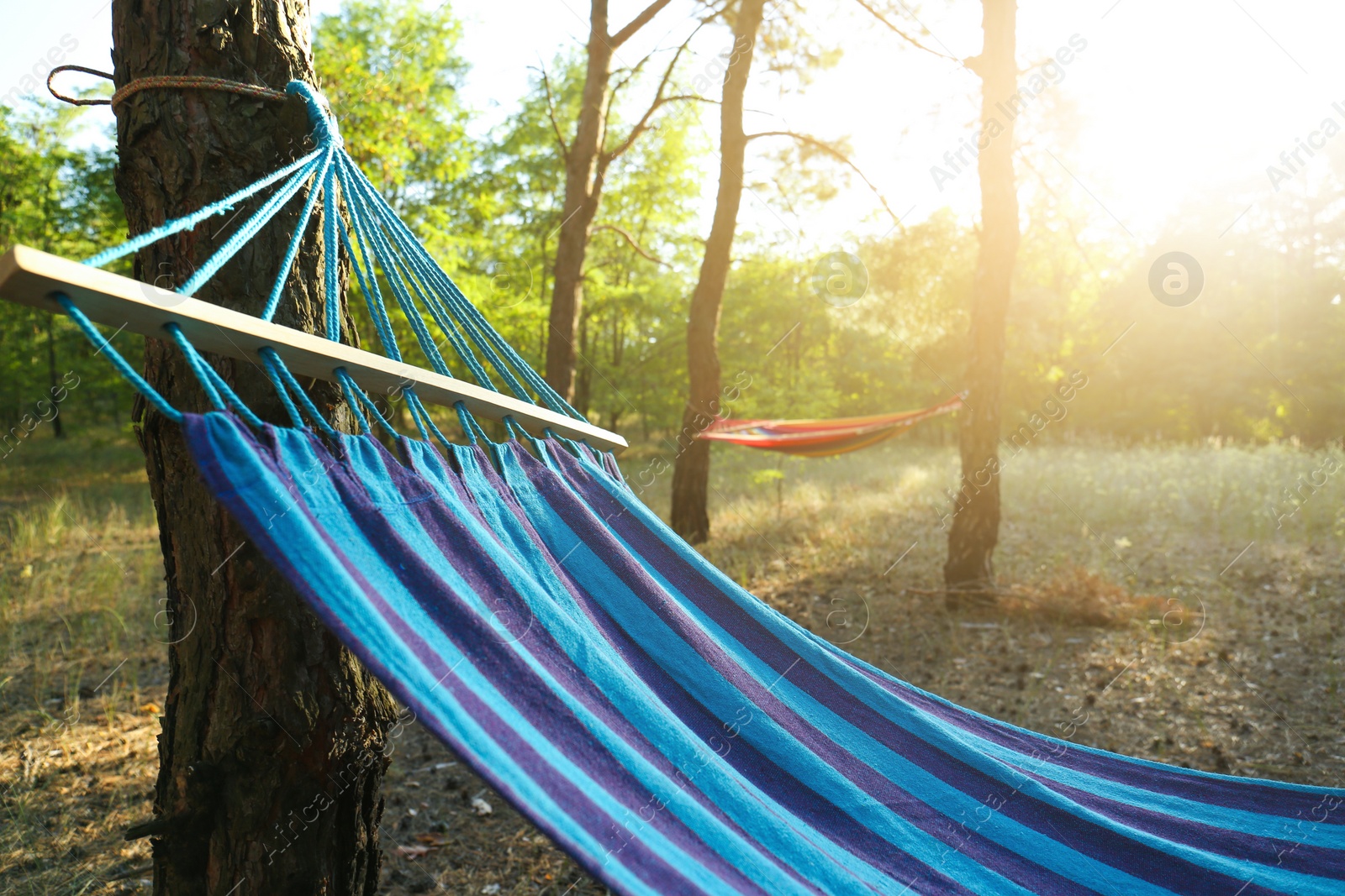 Photo of Empty comfortable blue hammock hanging in forest