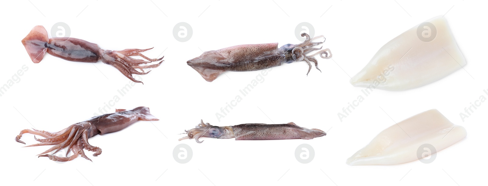 Image of Collage with fresh squids on white background, different sides