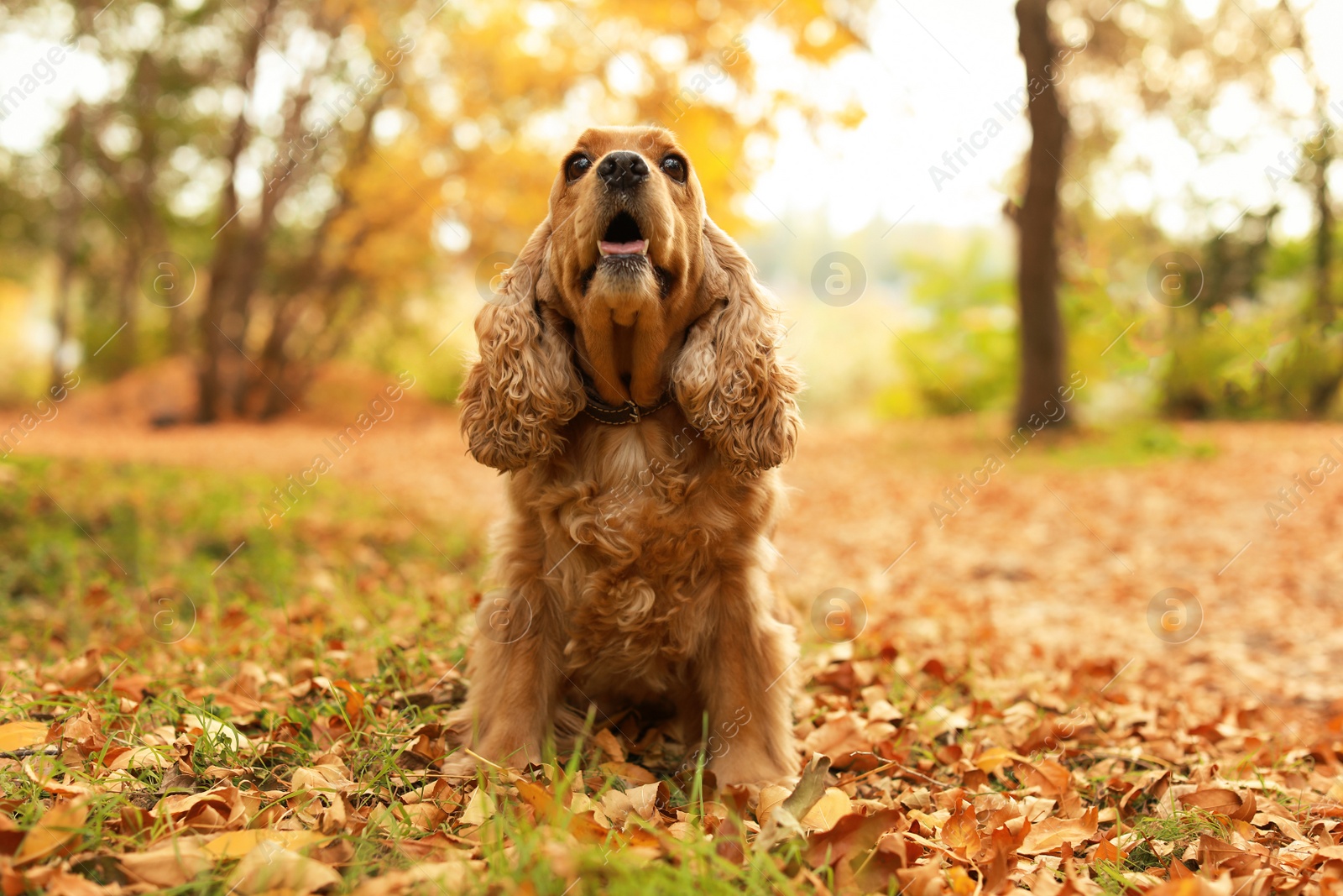 Photo of Cute Cocker Spaniel in park. Autumn walk