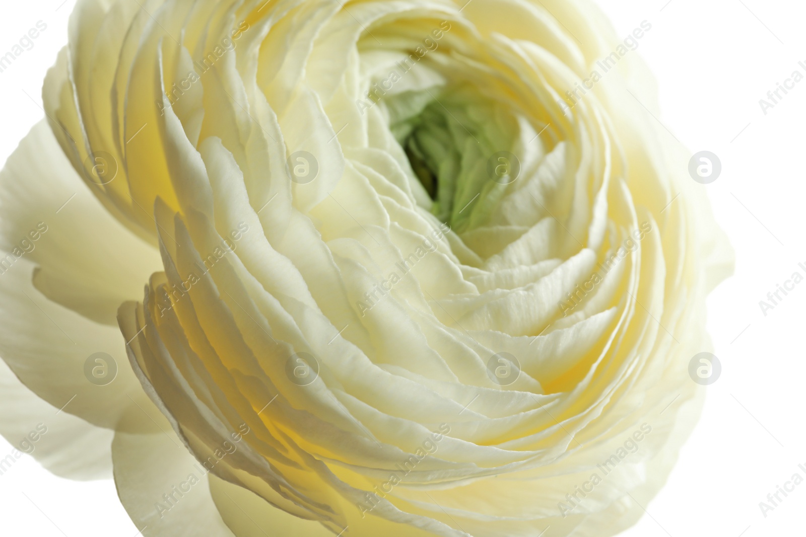 Photo of Beautiful ranunculus flower on white background, closeup