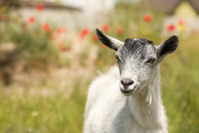 Photo of Cute grey goatling outdoors on sunny day, closeup. Animal husbandry