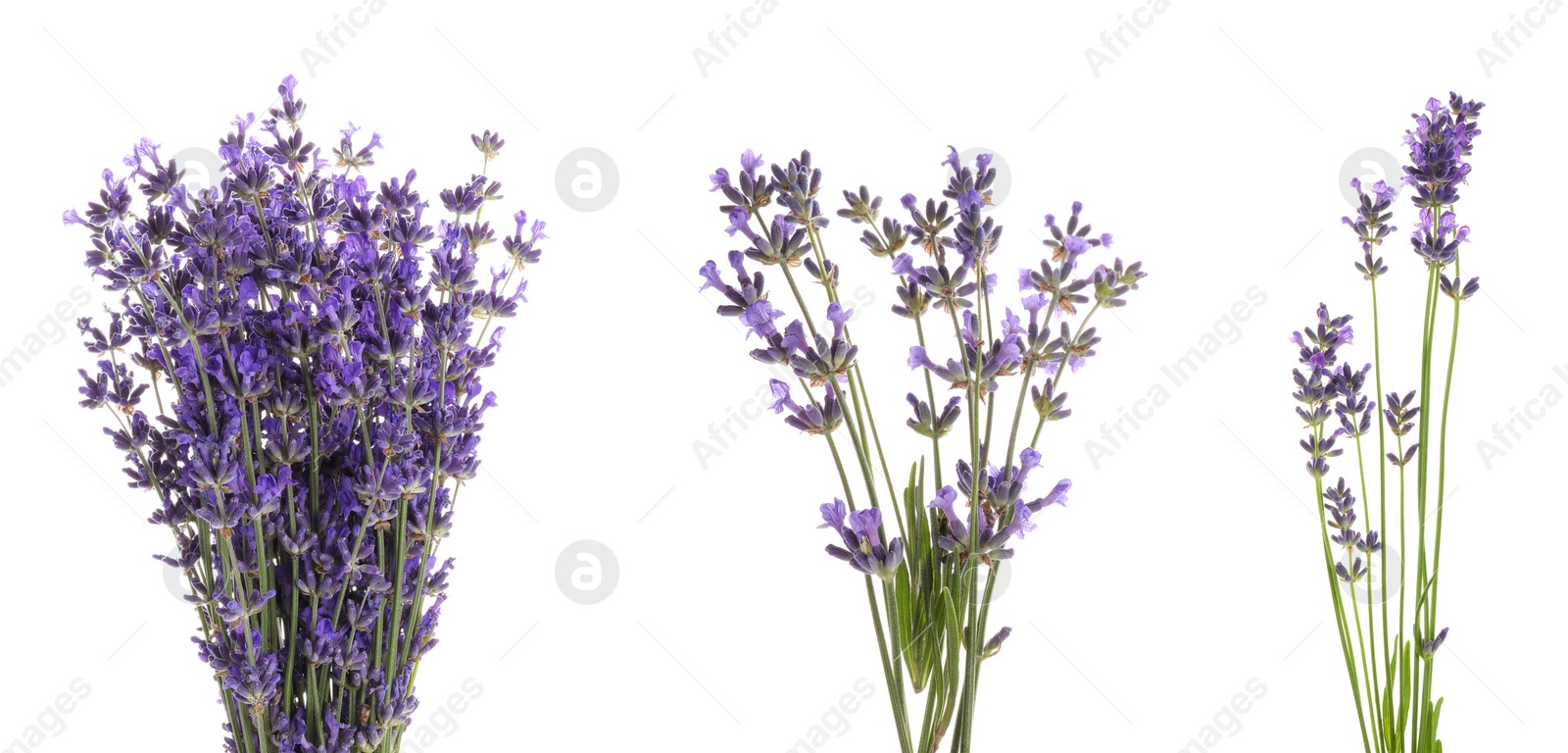 Image of Set of lavender flowers on white background. Banner design 