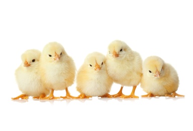 Cute fluffy baby chickens on white background. Farm animals