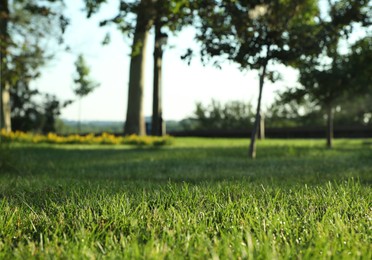 Lush green grass outdoors on sunny day