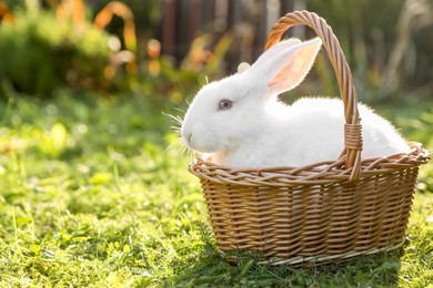 Photo of Cute fluffy rabbit in wicker basket on green grass outdoors. Space for text