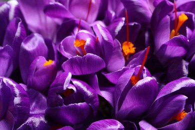 Photo of Beautiful Saffron crocus flowers as background, closeup