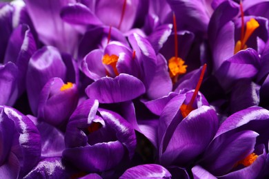 Beautiful Saffron crocus flowers as background, closeup