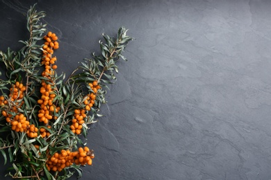 Photo of Branches of sea buckthorn on black table, flat lay. Space for text