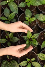 Photo of Woman taking care of seedlings in greenhouse, top view