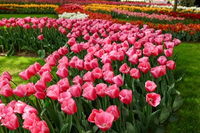 Photo of Many beautiful tulip flowers in park. Spring season