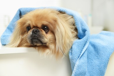 Photo of Cute Pekingese dog with towel in bathroom. Pet hygiene