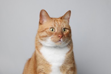 Photo of Cute ginger cat on light grey background. Adorable pet