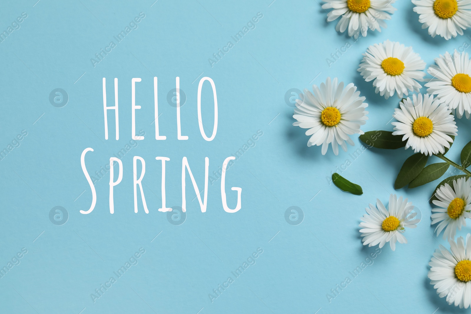 Image of Hello Spring card. Many beautiful daisy flowers and leaves on light blue background, flat lay