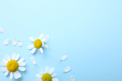 Beautiful chamomile flowers on light blue background, flat lay. Space for text