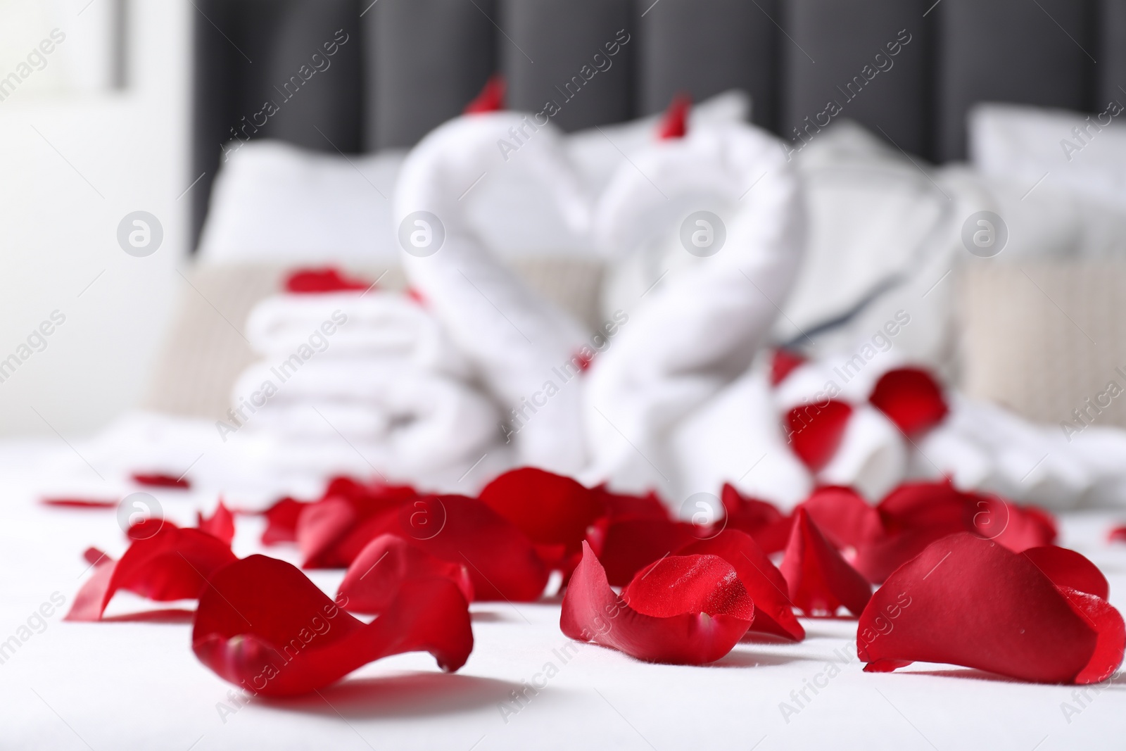 Photo of Honeymoon. Swans made with towels and beautiful rose petals on bed, selective focus