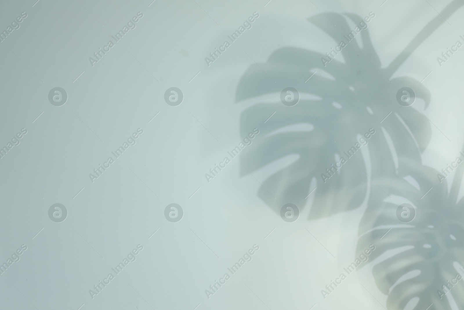 Photo of Shadow of monstera plant leaves on light background, space for text