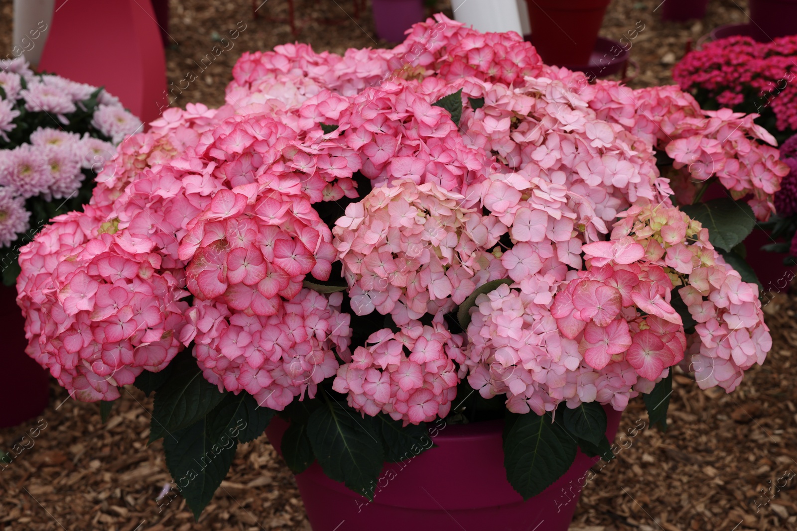Photo of Beautiful pink hydrangea in pot on ground, closeup