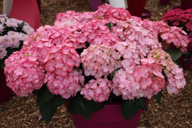 Photo of Beautiful pink hydrangea in pot on ground, closeup