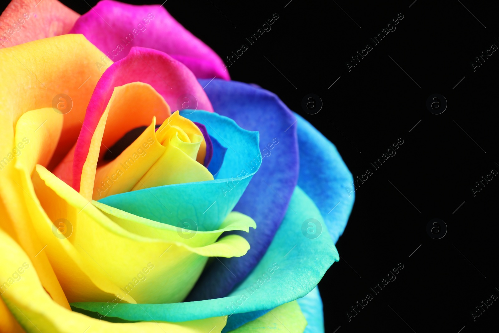 Photo of Amazing rainbow rose flower on black background