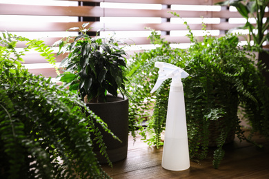 Photo of Beautiful plants and spray bottle on wooden table. Home decor