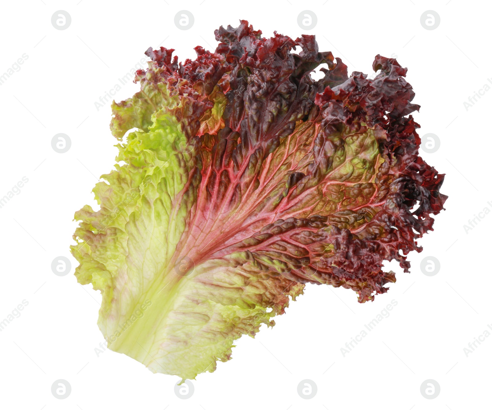 Photo of Leaf of fresh red coral lettuce isolated on white