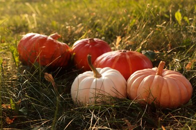 Photo of Many ripe pumpkins among green grass outdoors