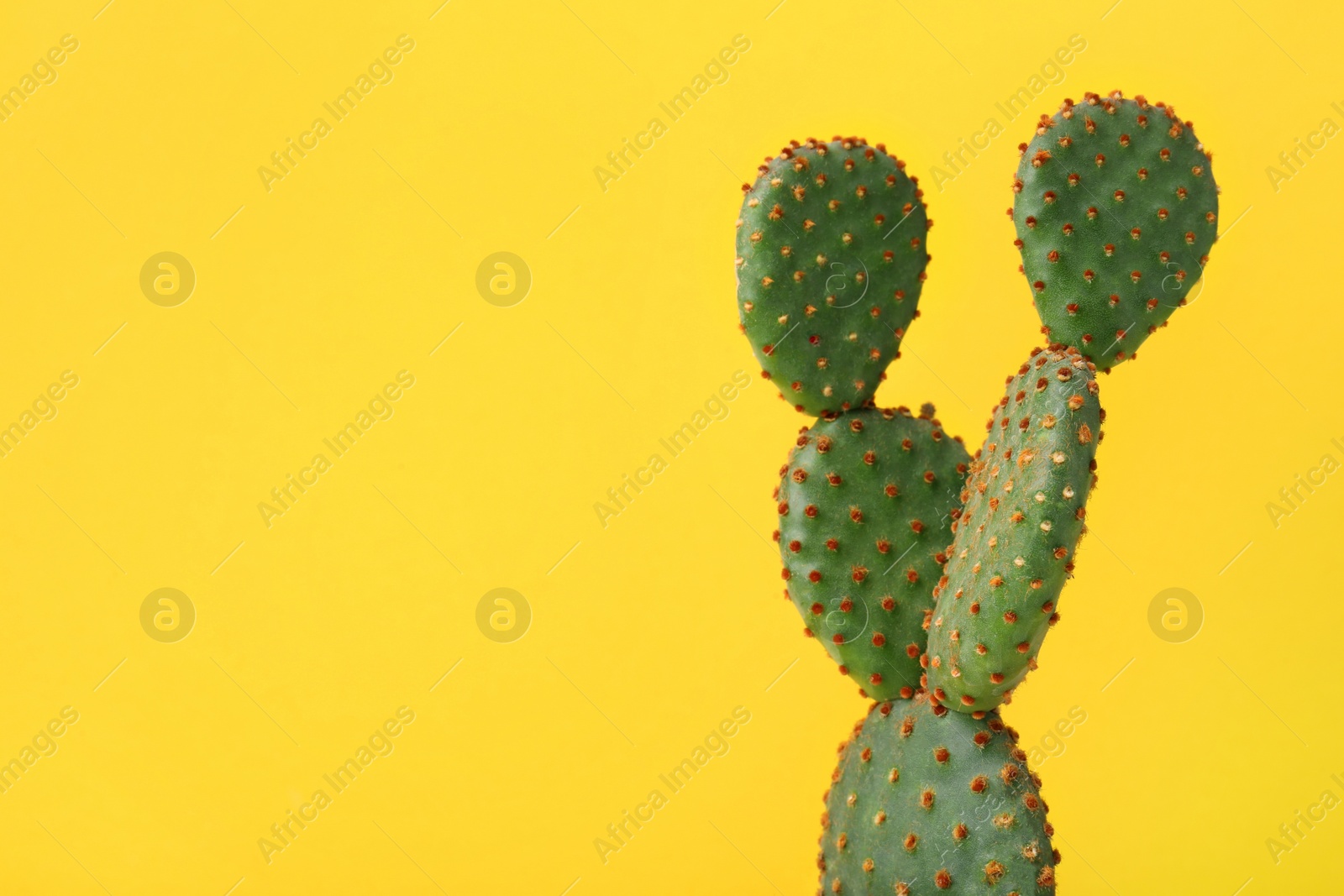 Photo of Beautiful Opuntia cactus on yellow background, closeup. Space for text