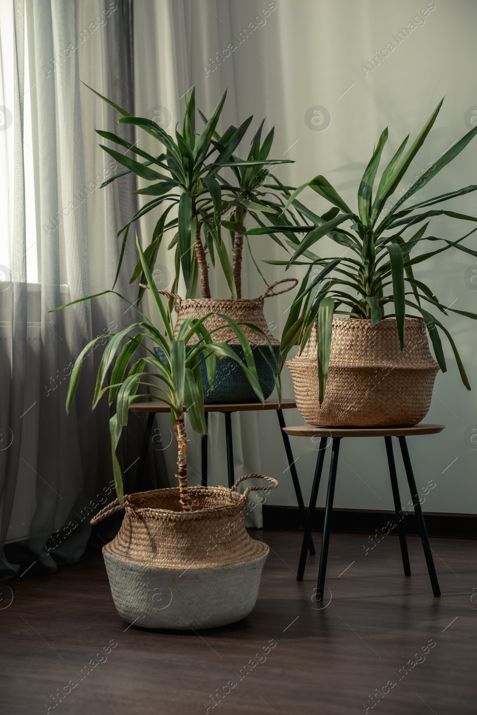 Photo of Beautiful houseplants near window indoors. Interior design