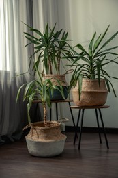 Photo of Beautiful houseplants near window indoors. Interior design
